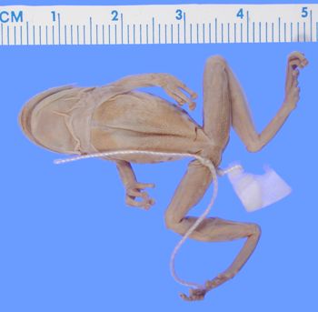 Media type: image; Herpetology A-1519